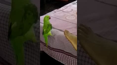 Lovely parrot playing games. - YouTube