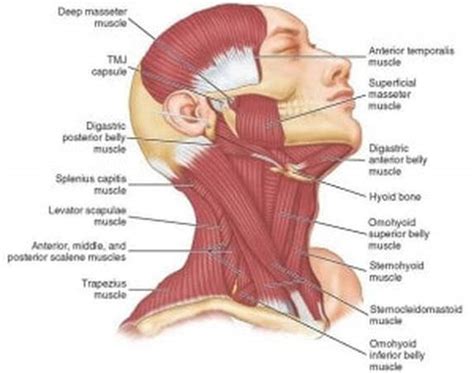 TMJ-What it is, What it isn't, Self Care - Momentum Movement Clinic