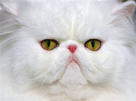 Angry Persian cat : r/aww