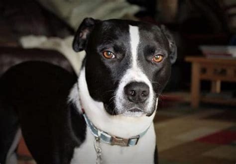 10 Things To Know About the Pit bull Border Collie Mix | ZooAwesome