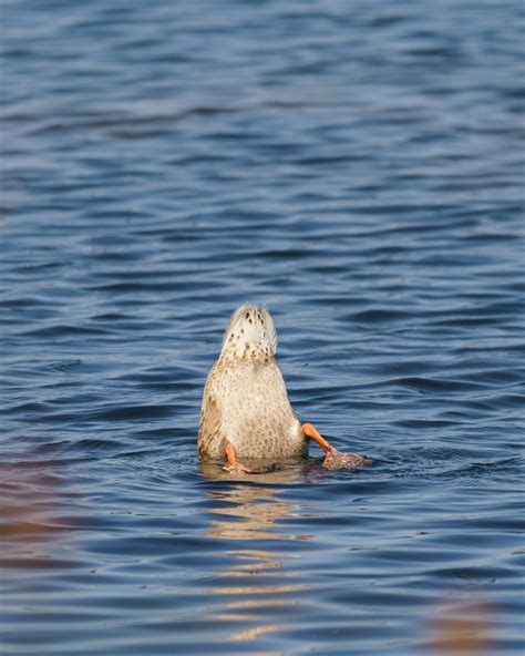 Duck Underwater Photos, Download The BEST Free Duck Underwater Stock ...