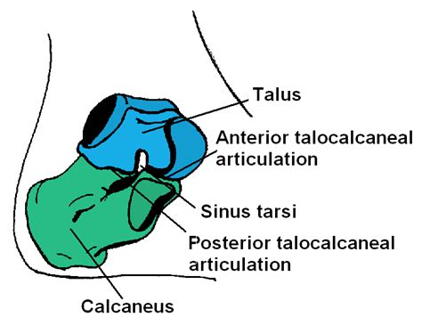 Subtalar joint - Wikipedia