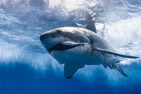 Great White Sharks Eating Fish