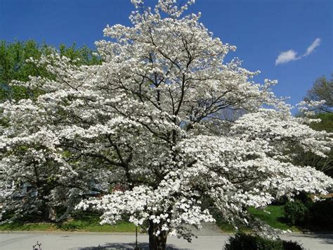 "Miracles Like the Dogwood." | Trees, Virginia and Facebook