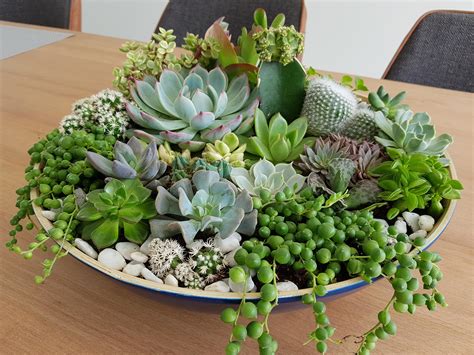 Succulent centerpiece that I made for my SO's new place! : r/succulents