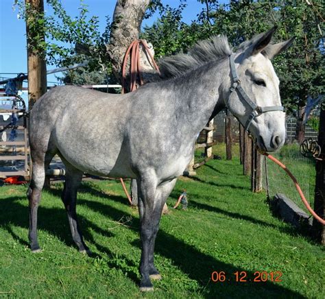 Love Grey Mule's | Horses, Mules, Breeds