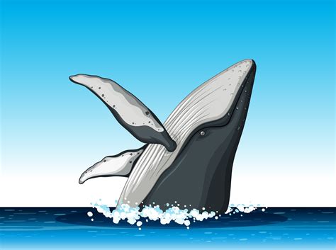 Humpback whale jump out of water 519995 Vector Art at Vecteezy