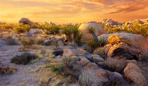 Mojave Desert Fauna