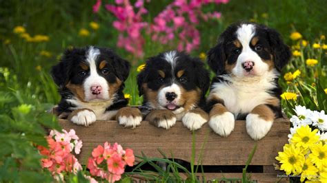 Dogs Spring Wallpapers - Wallpaper Cave