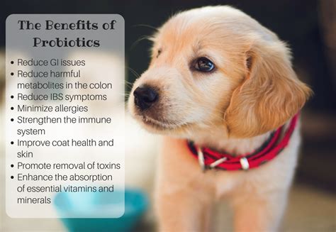 6 Best Probiotics for Dogs With Diarrhea and Allergies (Top-Rated ...