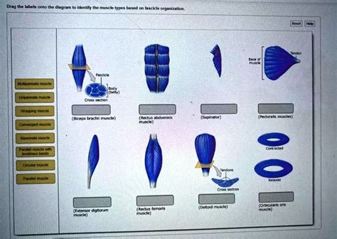 SOLVED: Drag the labels onto the diagram to identify the muscle types based on fascicle ...