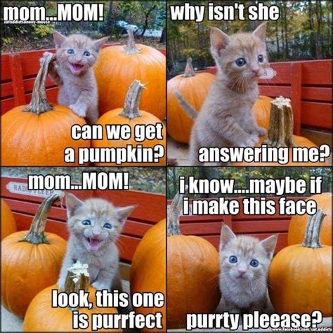 Funny Halloween Cat Memes - Funny Memes