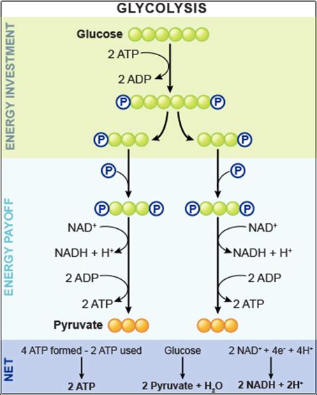 Image result for glycolysis products | Biochemistry, Biochemistry notes ...