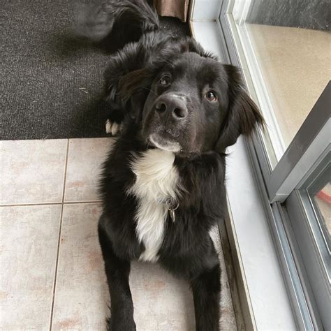 Labernese: Labrador Retriever & Bernese Mountain Dog | The Dogman