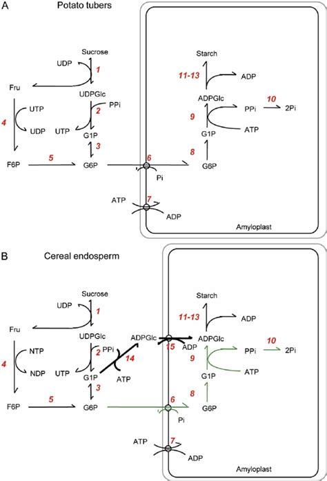 Outline of the biochemical pathways of starch synthesis in ...