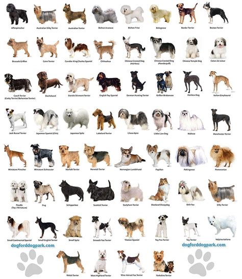 Types Of Small Dogs Breeds