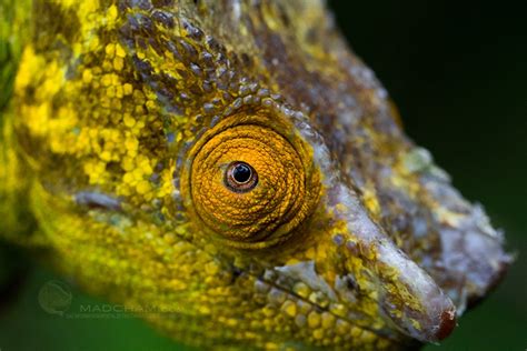 Goodinfo: Chameleon Eye Close Up