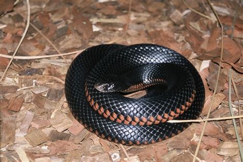 Check out our Red-Bellied Black Snake at Australia Zoo