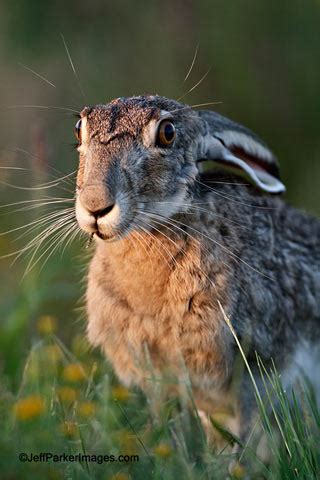 Photographing Wildlife in the South Texas Brush Country - Apogee Photo ...