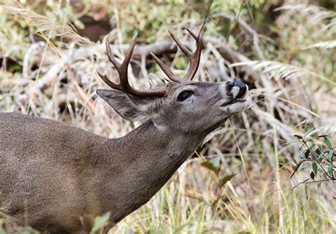 Coues Deer Arizona White-tailed Deer Odocoileus virginianus couesi Photograph of Photo of Image of