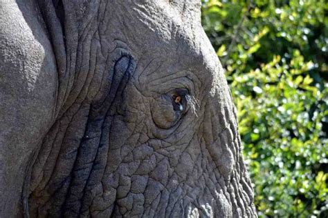 What is Musth in Elephants? • Support Wild