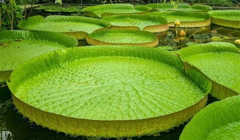 Victoria amazonica: All you need to know about the giant water lily