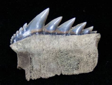 Fossil Cow Shark (Notorynchus) Tooth - South Carolina (#12962) For Sale - FossilEra.com