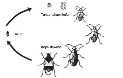 10 Contoh Hewan yang Mengalami Metamorfosis tidak Sempurna - Materi Kimia