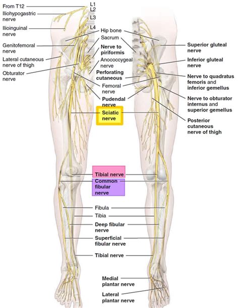 Sciatica, sciatica pain causes, diagnosis, treatment, exercises & prognosis