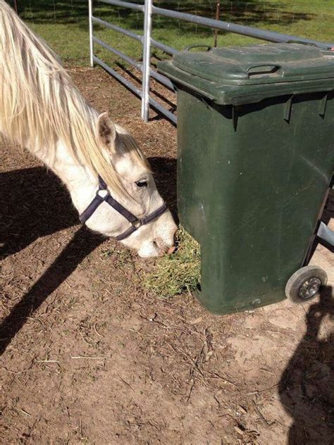 diy automatic horse hay feeder - Hui Root