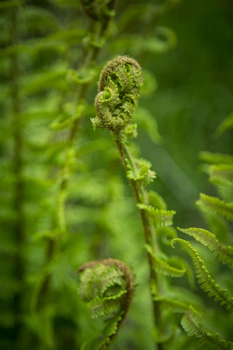 Fern Free Stock Photo - Public Domain Pictures