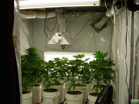 10 Steps To Setup Your Marijuana Grow Room | Green CulturED eLearning Solutions