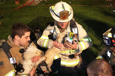 Firefighters Rescue, Revive 20 Dogs from House Fire | Firefighter, Firefighter pictures, House fire