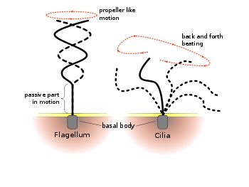 Cilia and Flagella - Difference and Comparison | Diffen