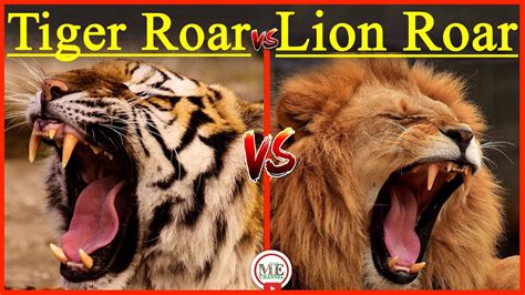 Top 999+ lion and tiger images – Amazing Collection lion and tiger images Full 4K