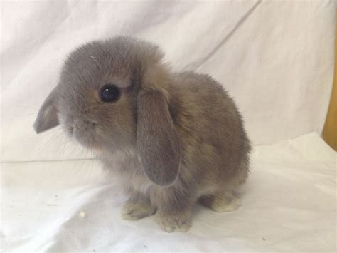 Pure Bred Baby Mini Lop Bunnies For Sale | Littlehampton, West Sussex ...