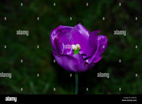 Purple tulip with dark green background Stock Photo - Alamy