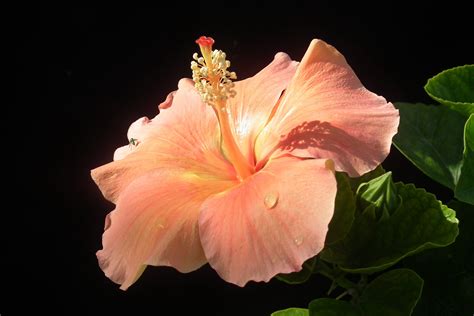 Hibiscus Wallpapers, Pictures, Images