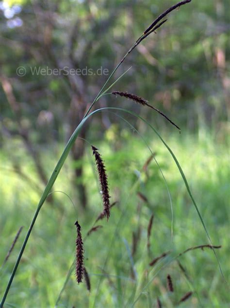 Carex flacca, Blue sedge - Seeds - plants - dried herbs