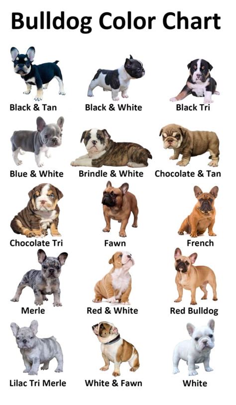 Dog Chart