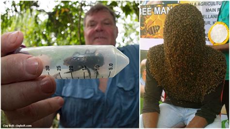 Record-breaking bees: from a monster species to a head fully covered in ...