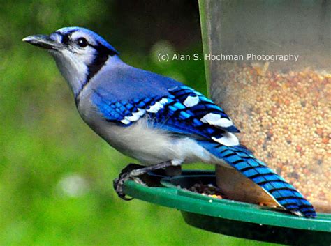 Blue Jay at Bird Feeder - Alan S. Hochman Photography