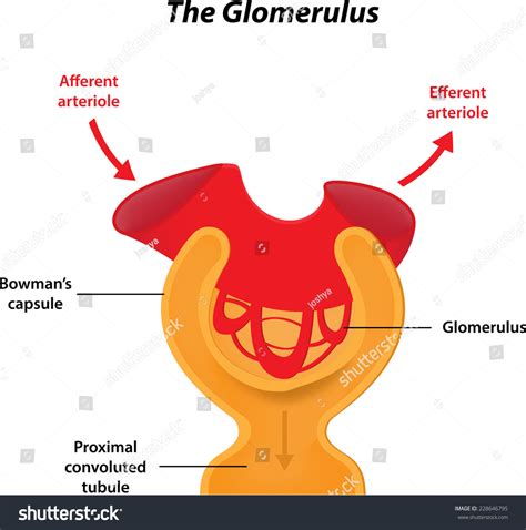 Glomerulus Labeled Diagram Stock Vector 228646795 - Shutterstock