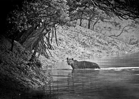 Wildlife tours, Sundarban Tiger safari India, Tiger tours photography