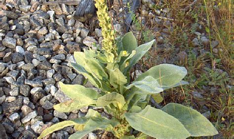 Treat Lungs, Earaches, and Bronchitis With Mullein