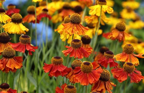 Perennial Helenium: How to Plant and Care for (Part 1) - Best Landscape ...