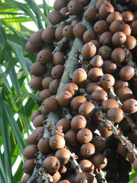 Types Of Palm Trees Fruit