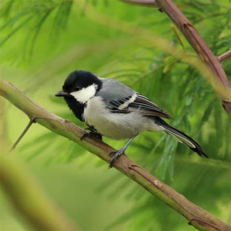 Relaxing Sleeping Music With Soothing Birds Chirping | Listen Notes