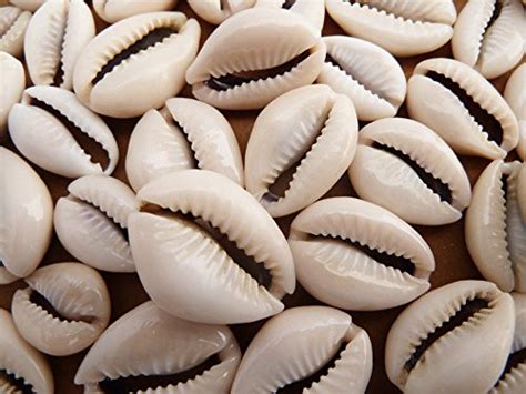 The Cowrie Shell - a spiritual African symbol - ROYALGEAR.DE AFRICAN ...