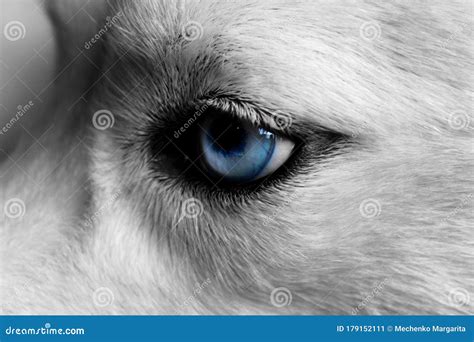 Black Wolf Pups With Blue Eyes